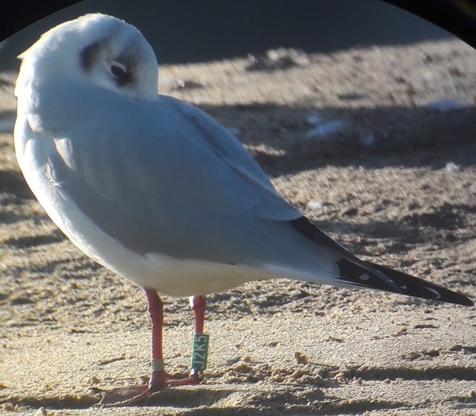 Gulls Cr birding